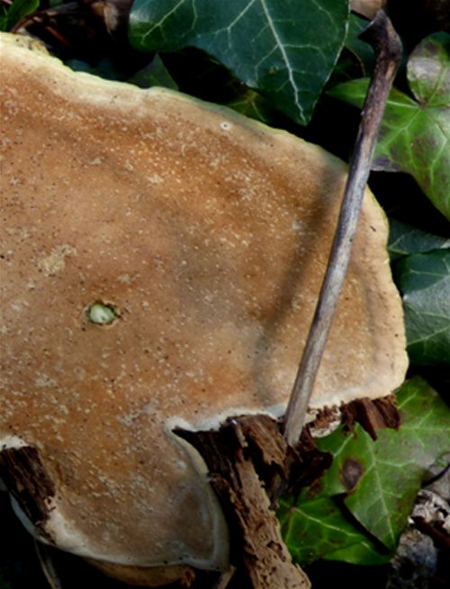 The matured pore layer on a large bracket on aspen in Barnet, London